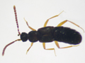 Callicerus rigidicornis